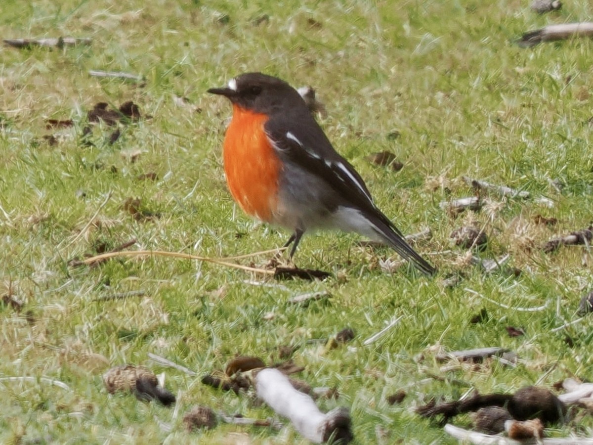 flammeflueskvett - ML644302408