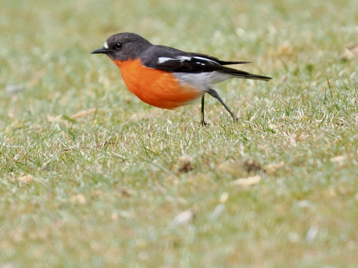 flammeflueskvett - ML644302410