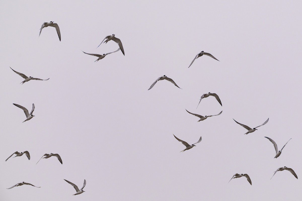 rybák obecný - ML644302412