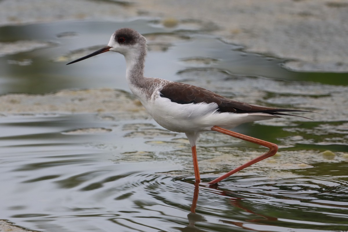 Zankaluze eurasiarra - ML644302413