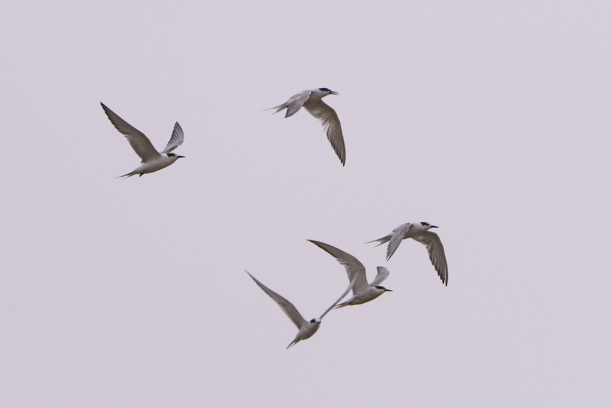 rybák obecný - ML644302414