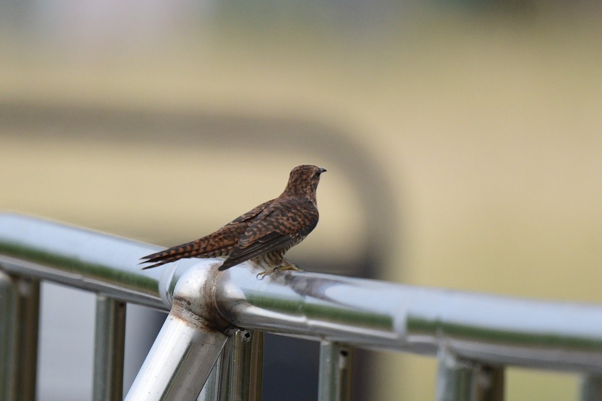 klagegjøk - ML644302420