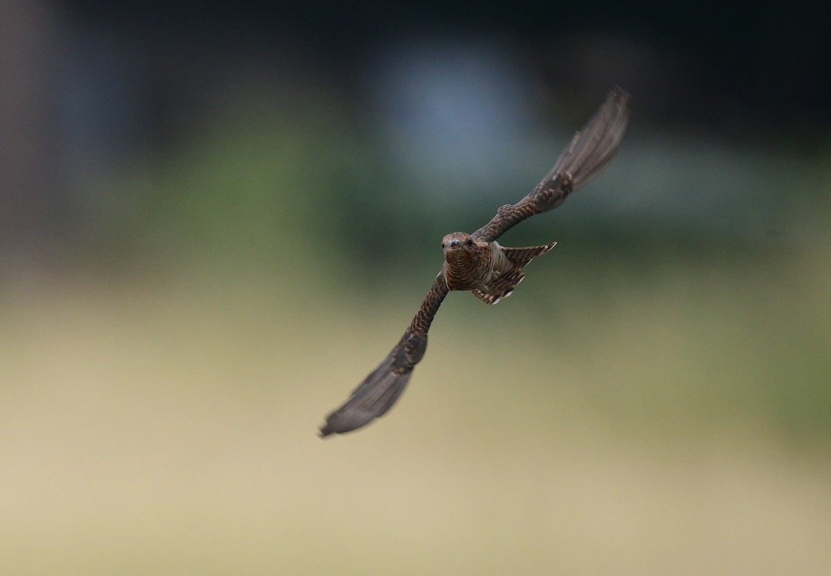 klagegjøk - ML644302421