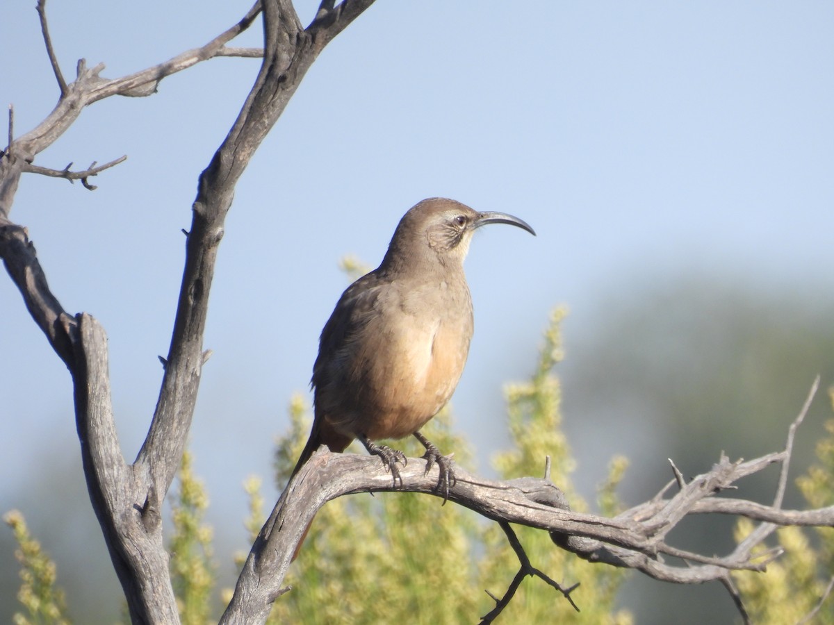 Kalifornienspottdrossel - ML644302424