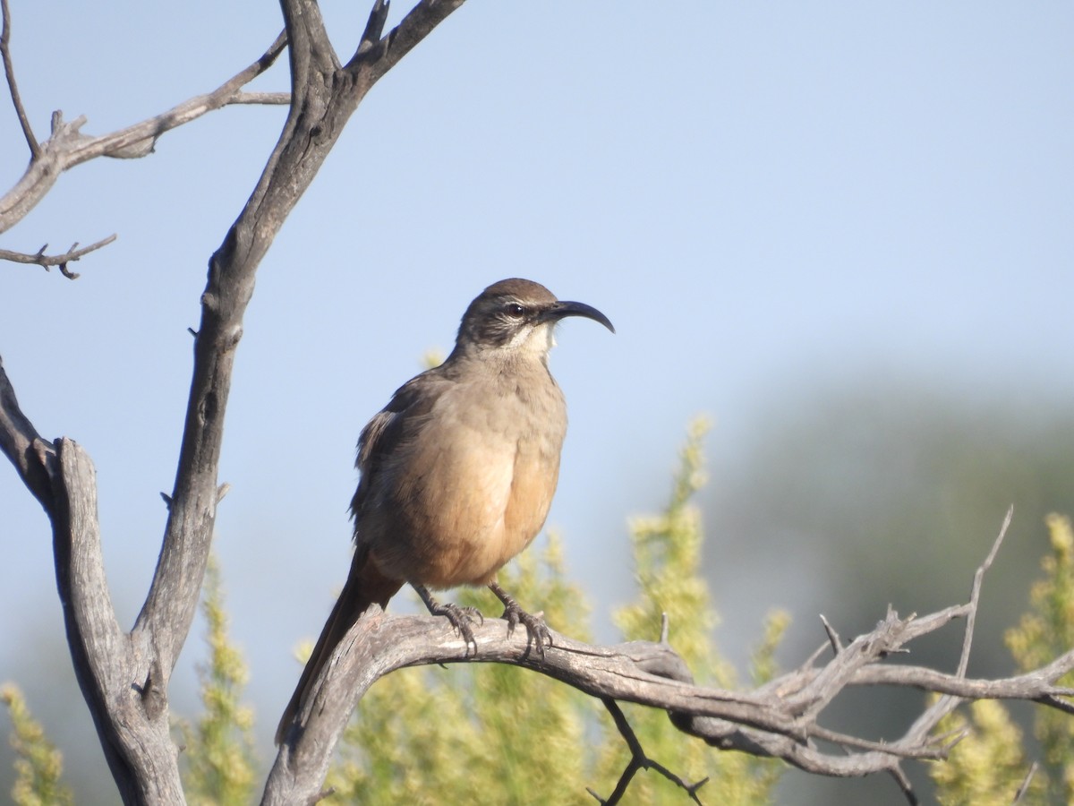 Kalifornienspottdrossel - ML644302425