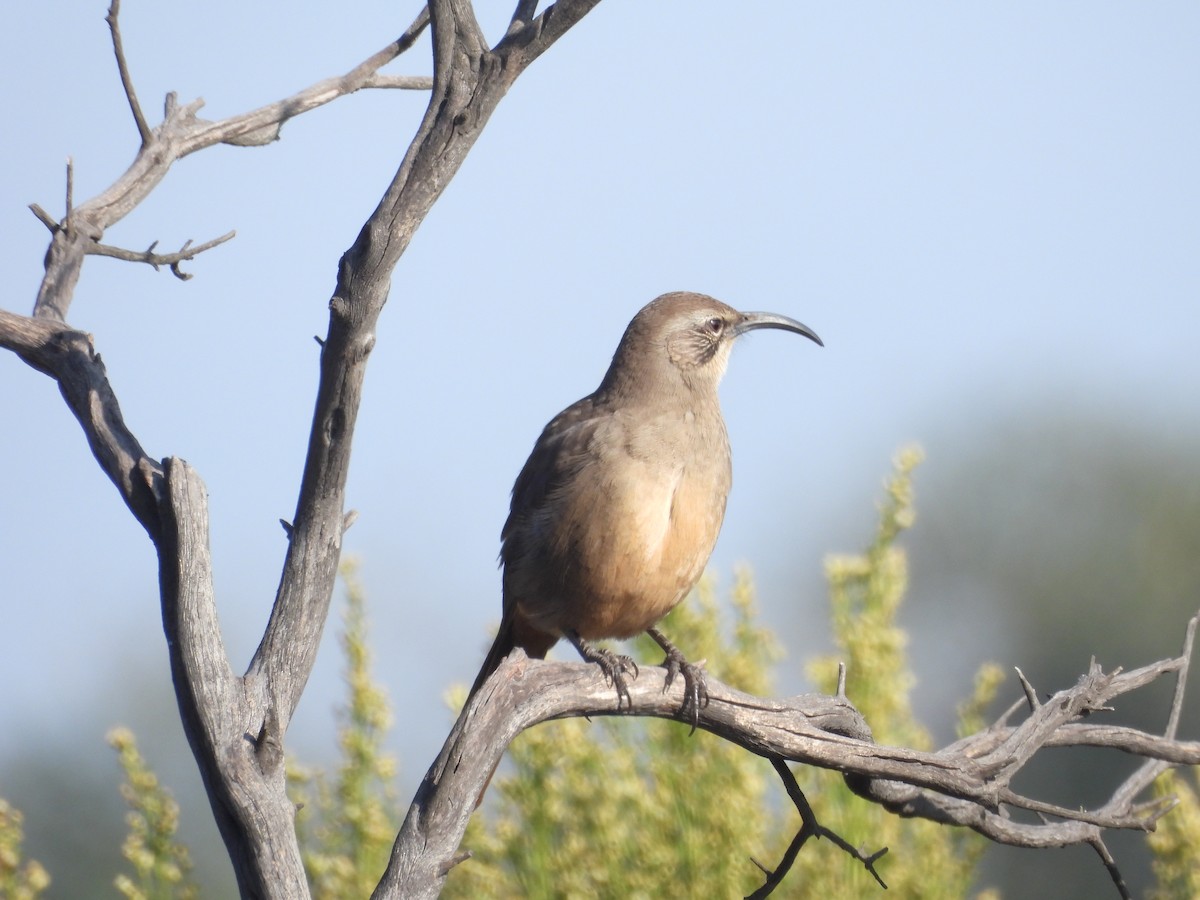 Kalifornienspottdrossel - ML644302426