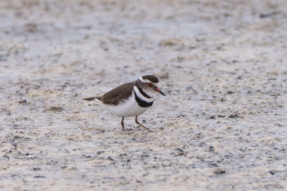 Three-banded Plover - ML644302428