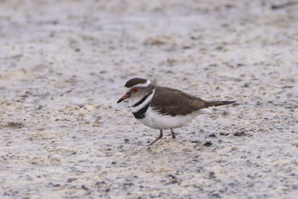 Three-banded Plover - ML644302429
