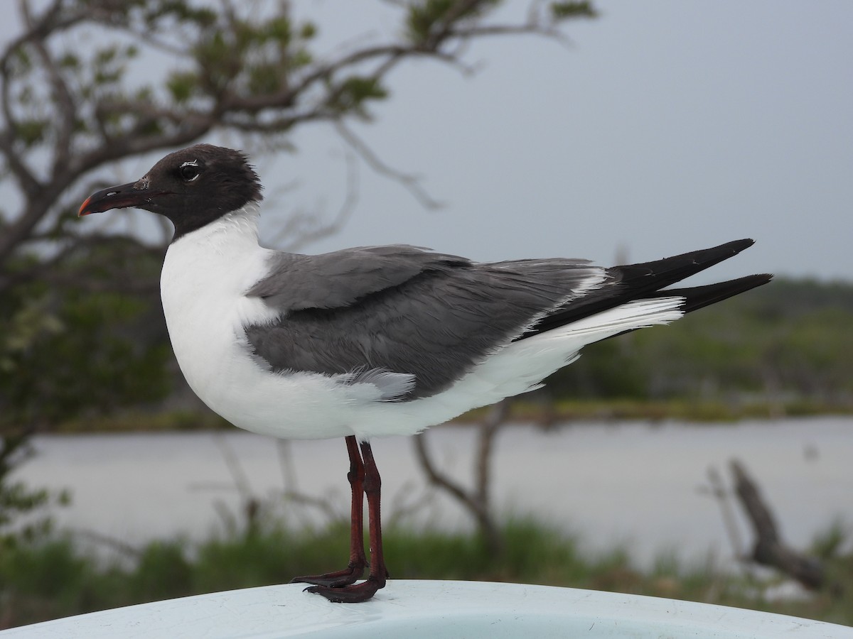 Laughing Gull - ML644302432