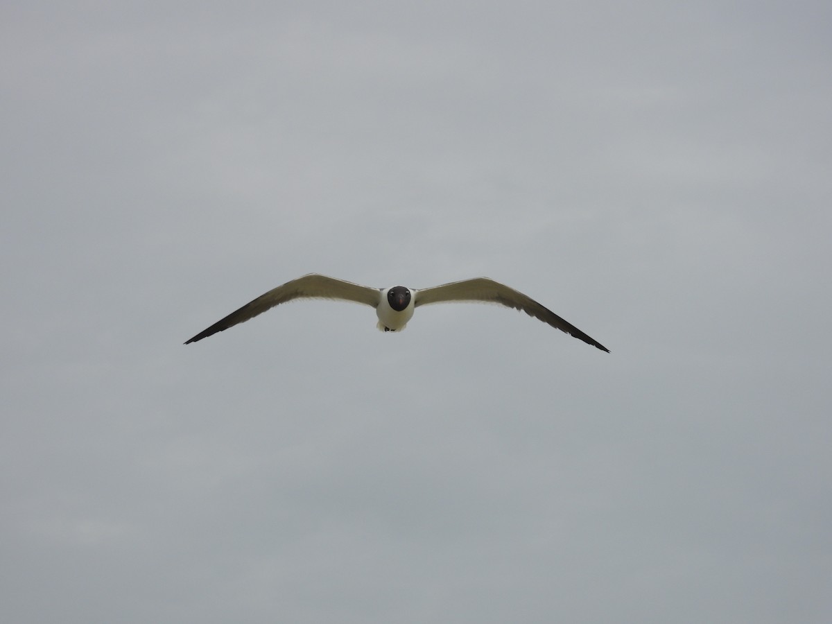 Laughing Gull - ML644302433