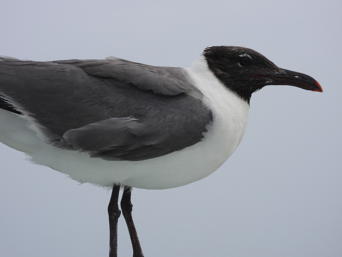 Laughing Gull - ML644302434