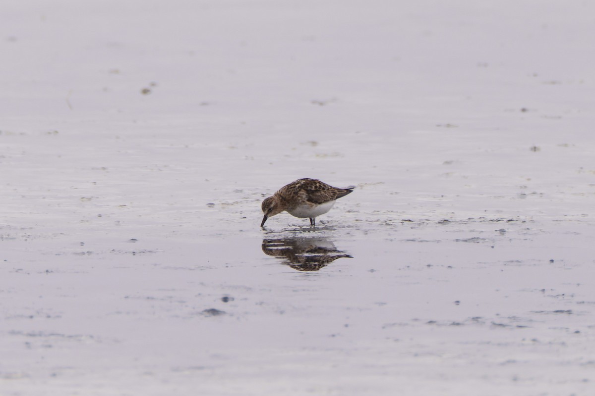 Zwergstrandläufer - ML644302435