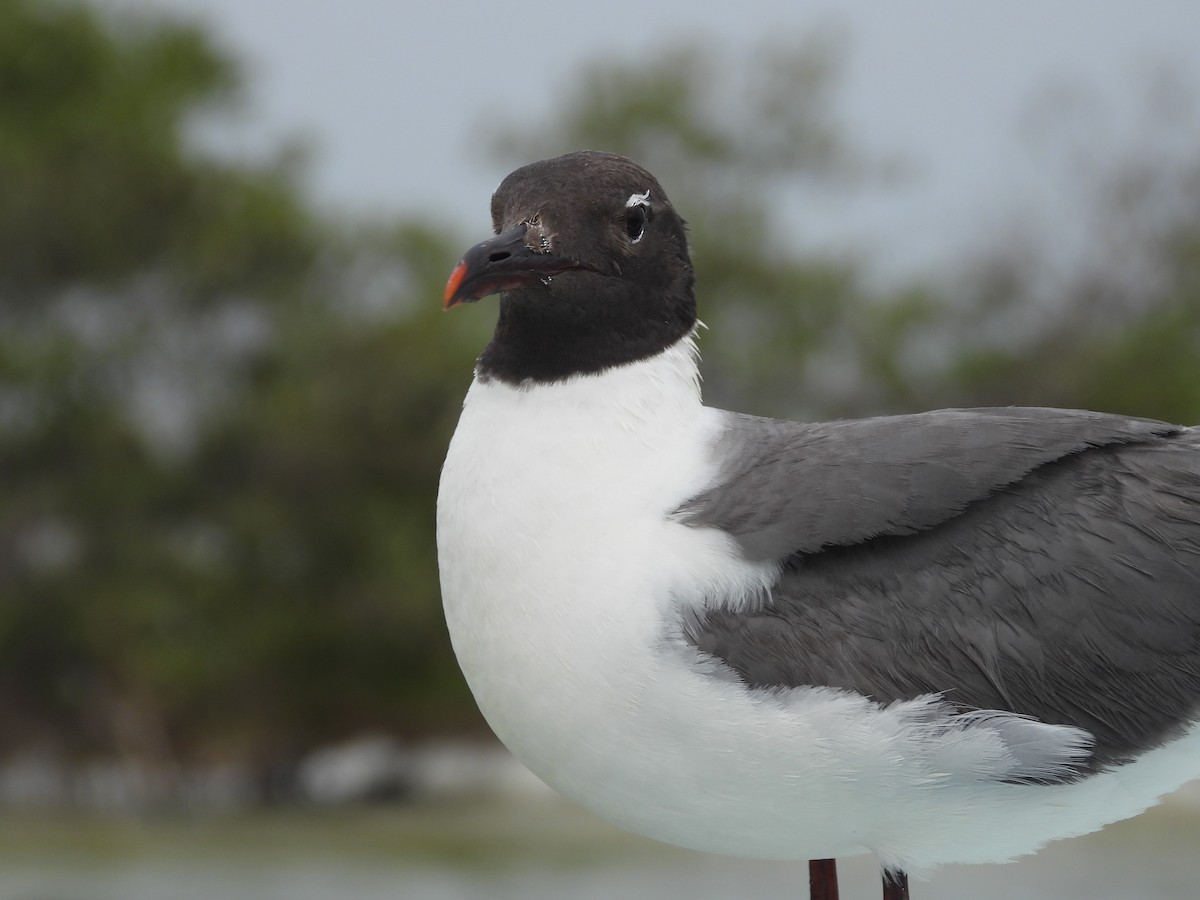 Laughing Gull - ML644302436