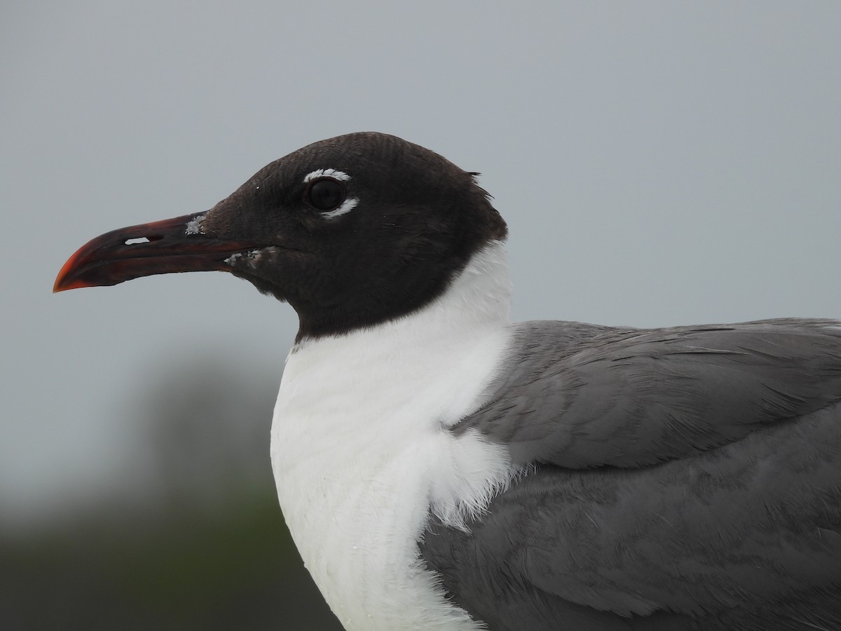 Laughing Gull - ML644302437