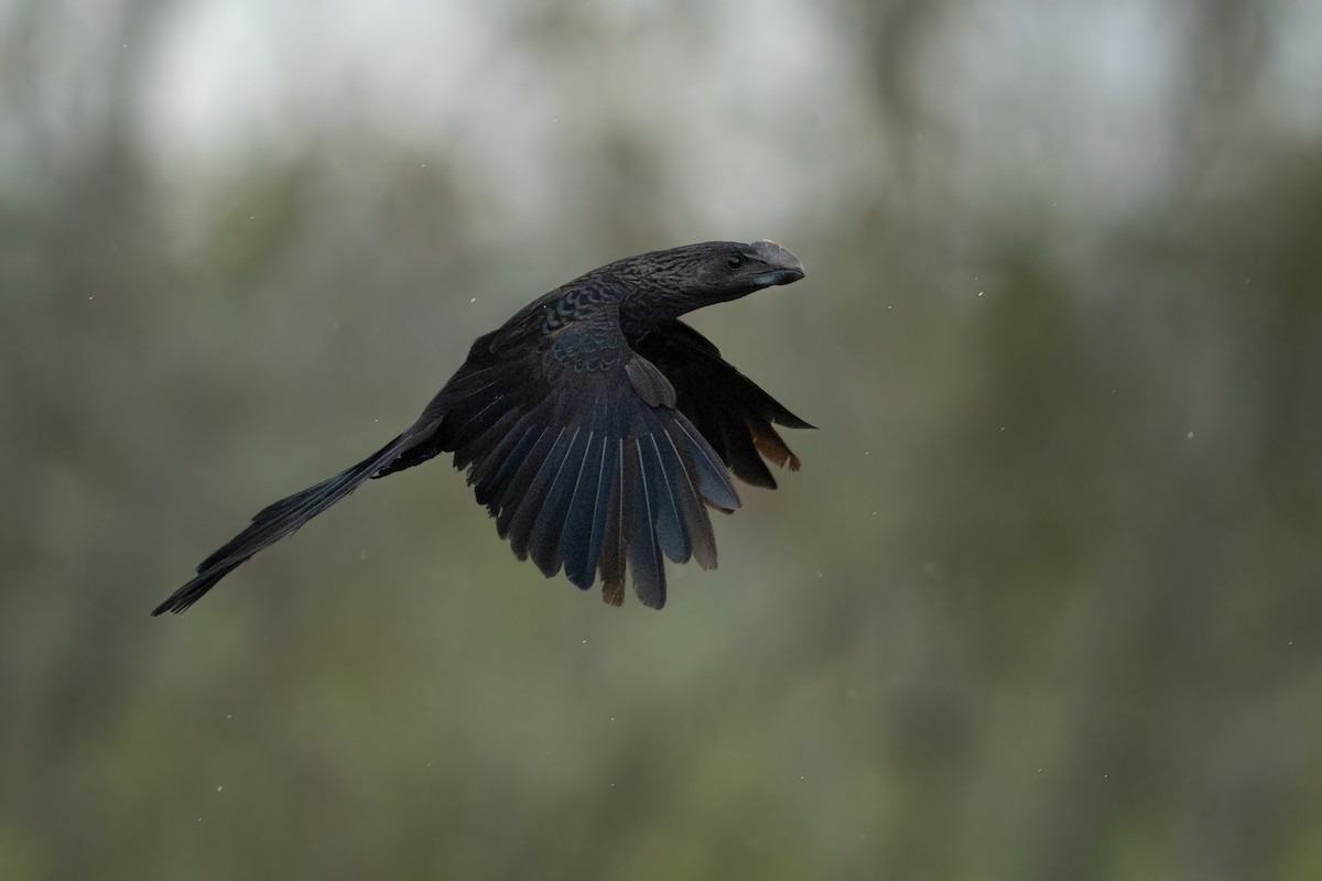 Ani à bec lisse - ML644302439