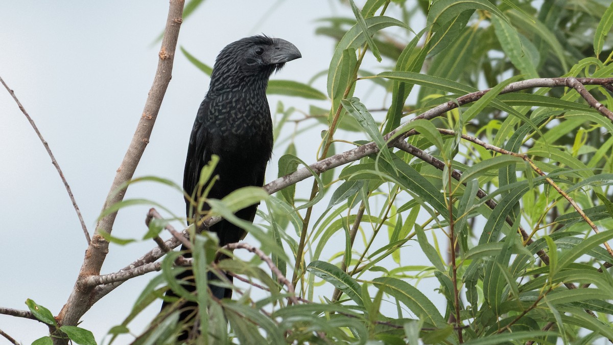 Groove-billed Ani - Neo Morpheus