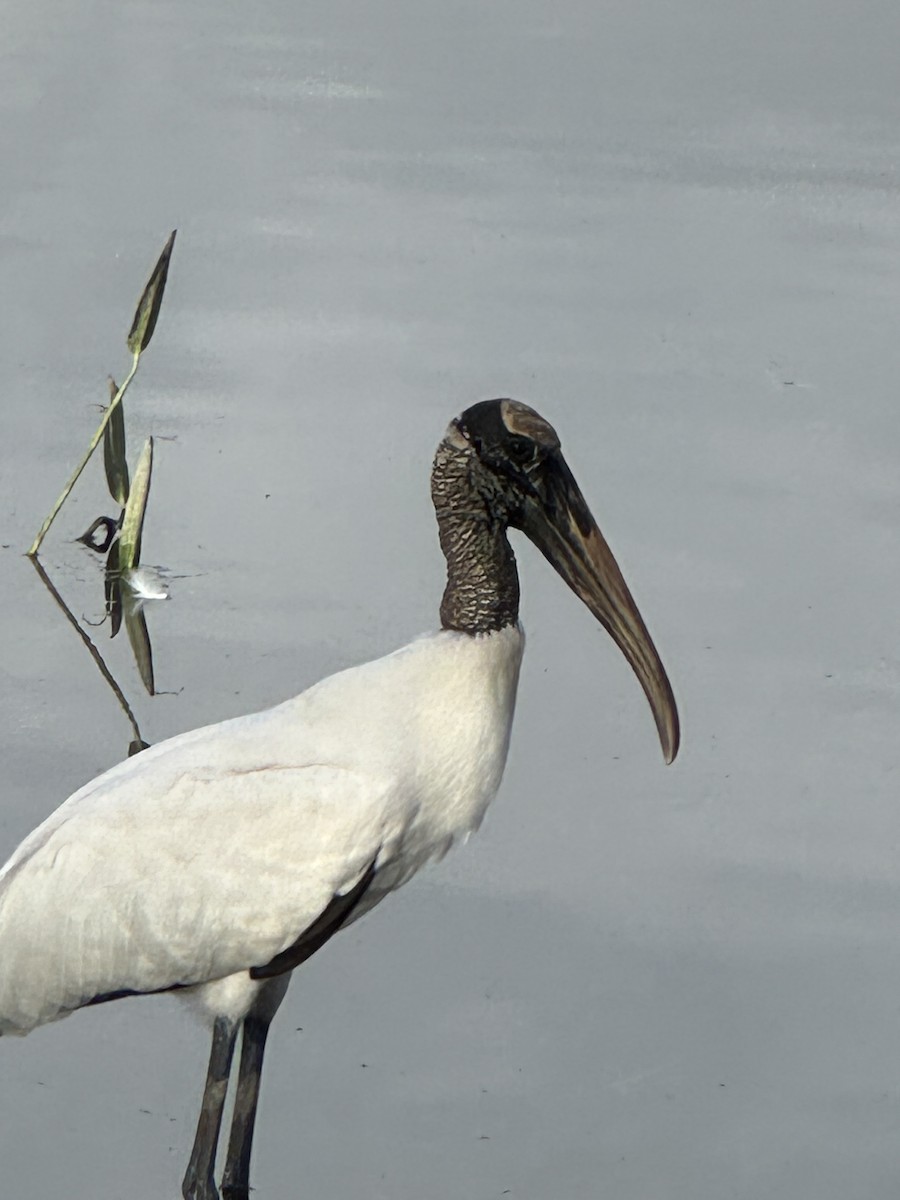 Wood Stork - ML644302443