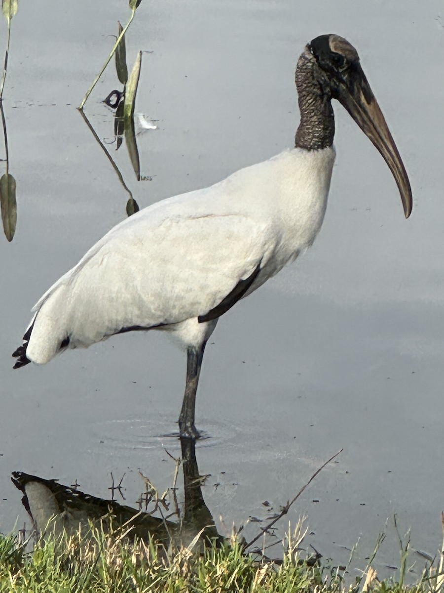 Wood Stork - ML644302444