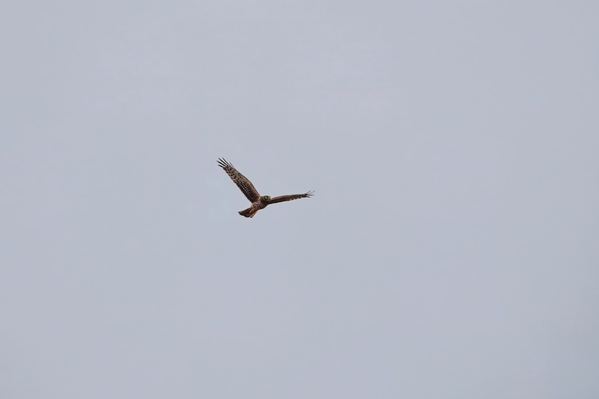 Лунь американський - ML644302445