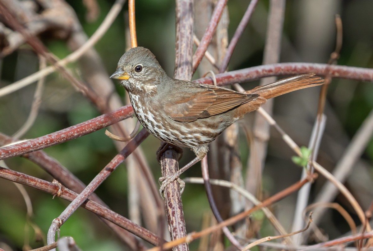 Fox Sparrow - ML644302446