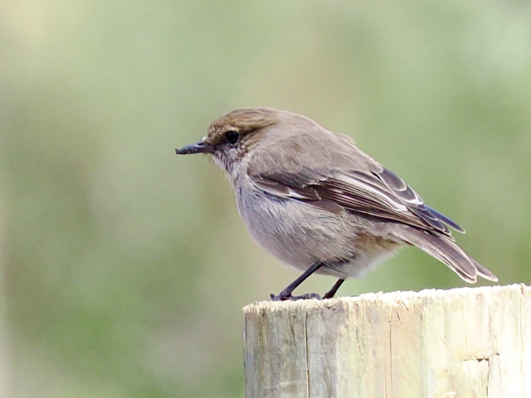 タスマニアヒタキ - ML644302447