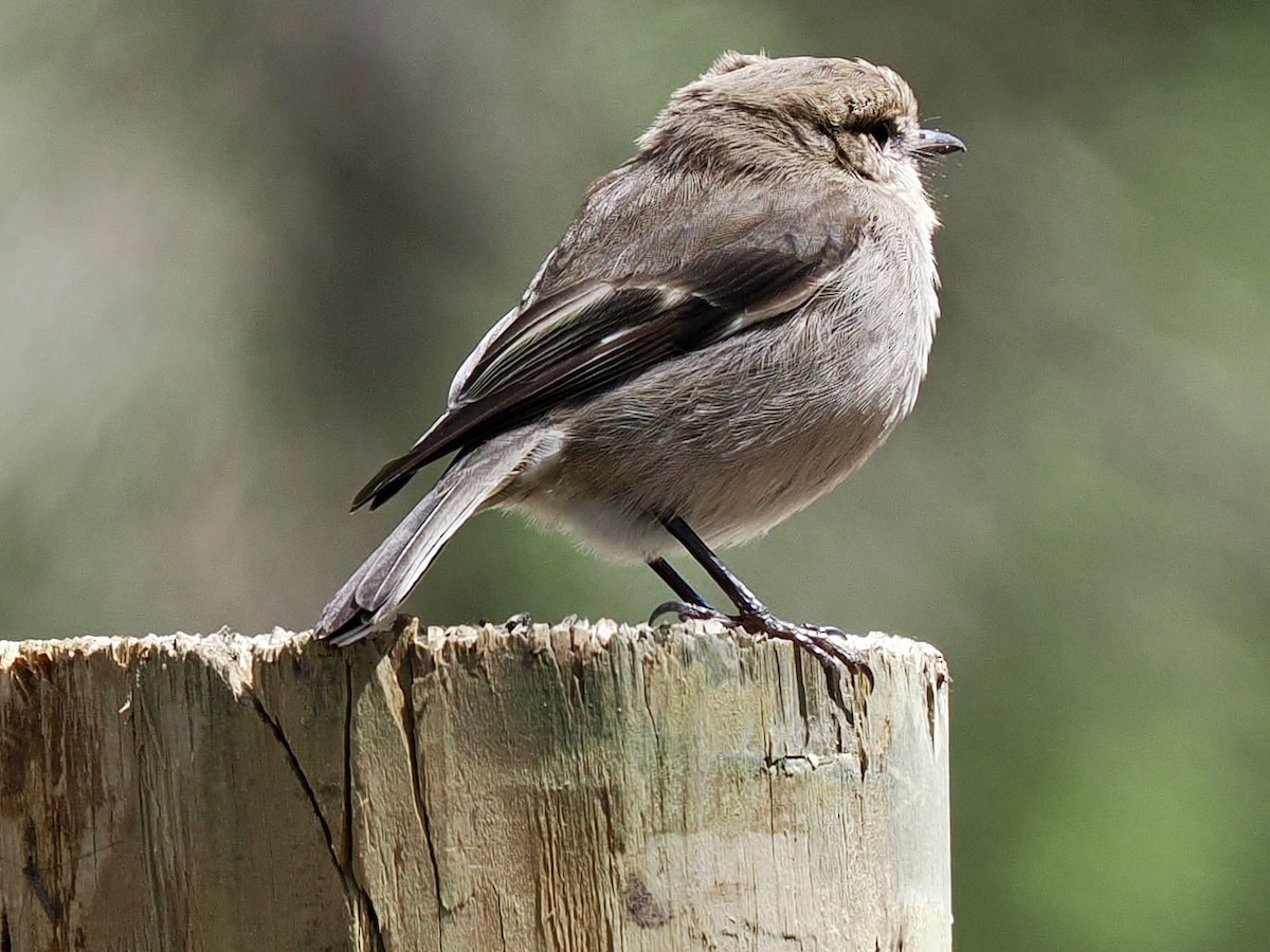 タスマニアヒタキ - ML644302448