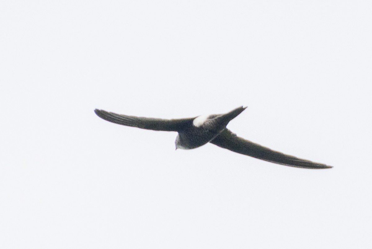 Pacific Swift - ML644302450