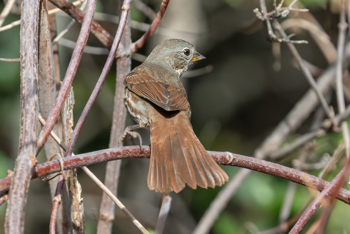 Fox Sparrow - ML644302452