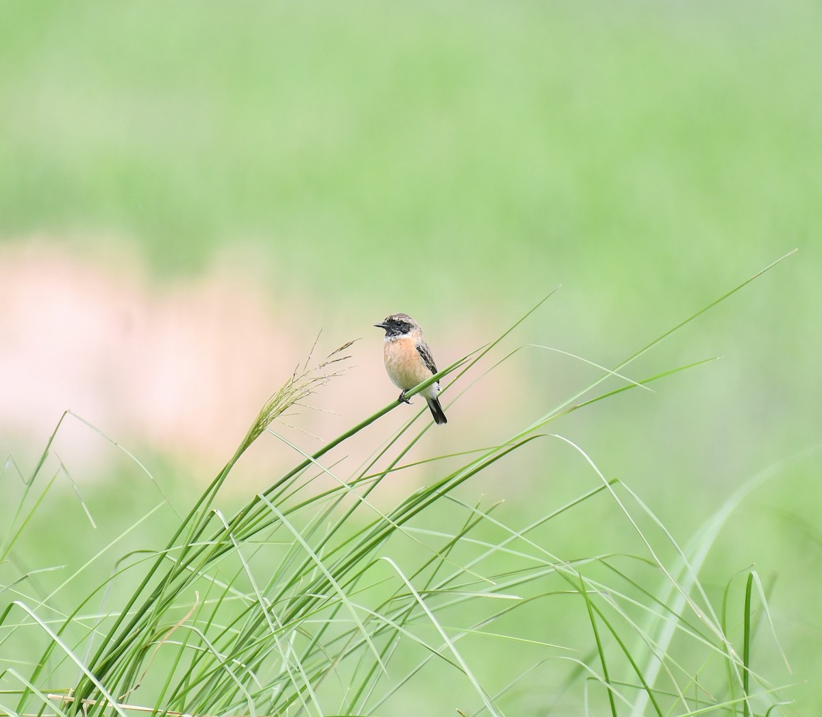 Siberian Stonechat - ML644302453