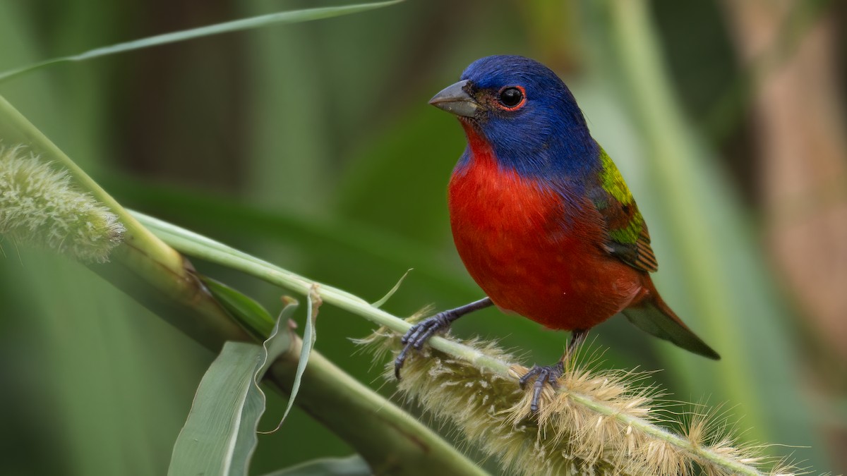 Passerin nonpareil - ML644302454