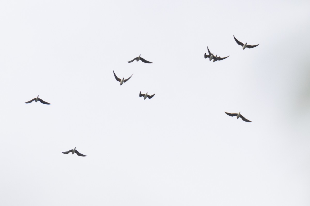 ツバメチドリ - ML644302455