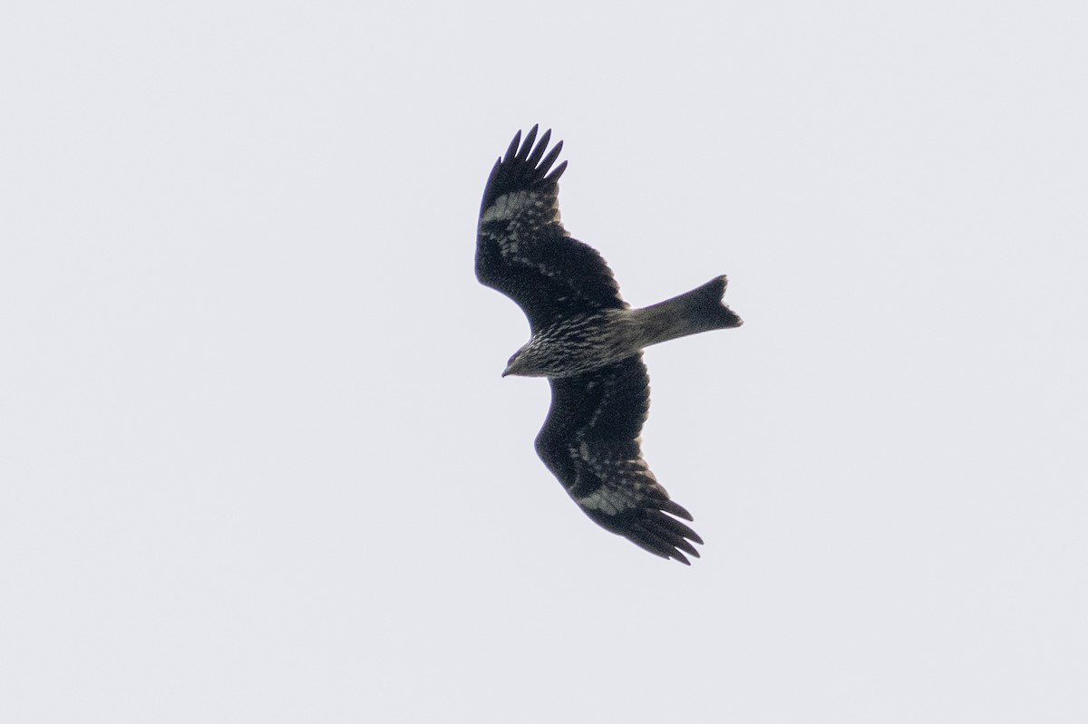 Black Kite - ML644302478