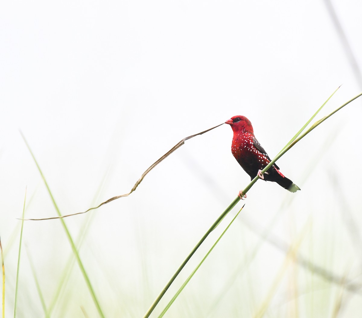 Red Avadavat - ML644302479