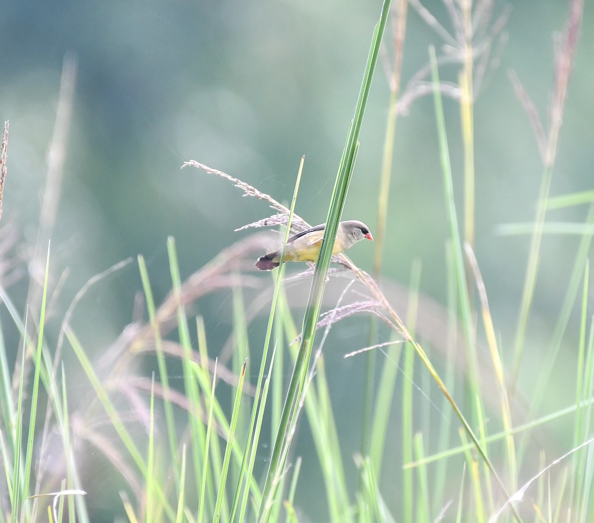 Red Avadavat - ML644302482