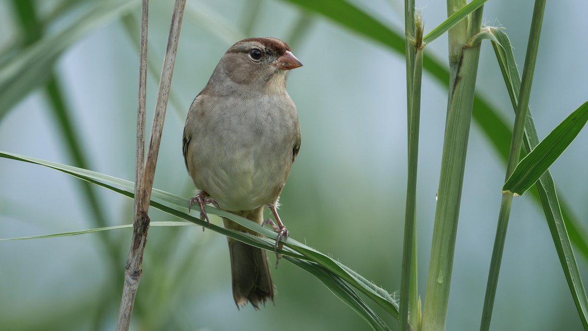 Porsuk Serçesi - ML644302483