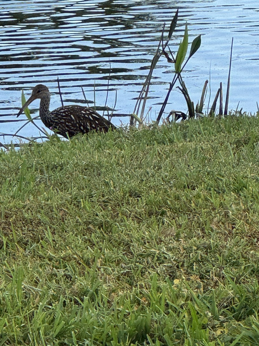 Limpkin - ML644302495