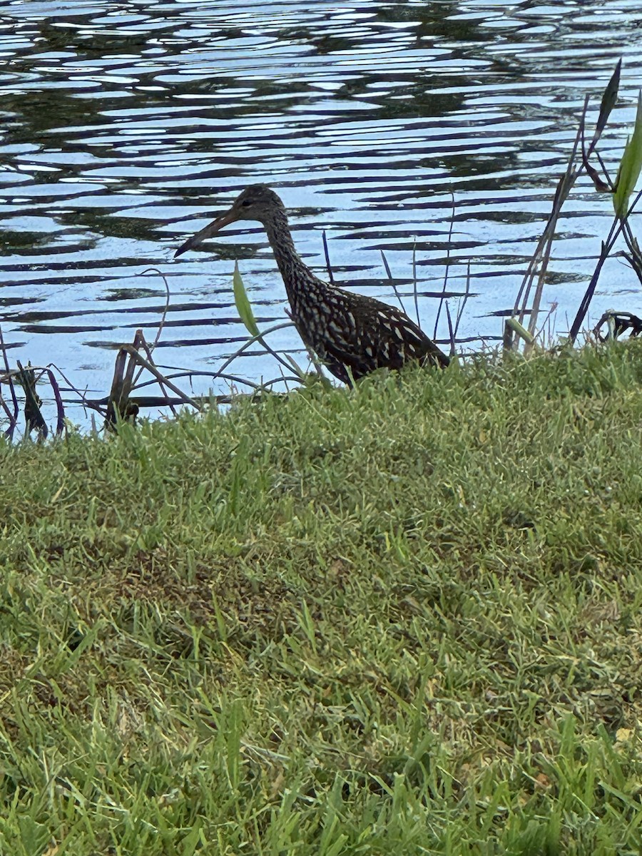 Limpkin - ML644302496