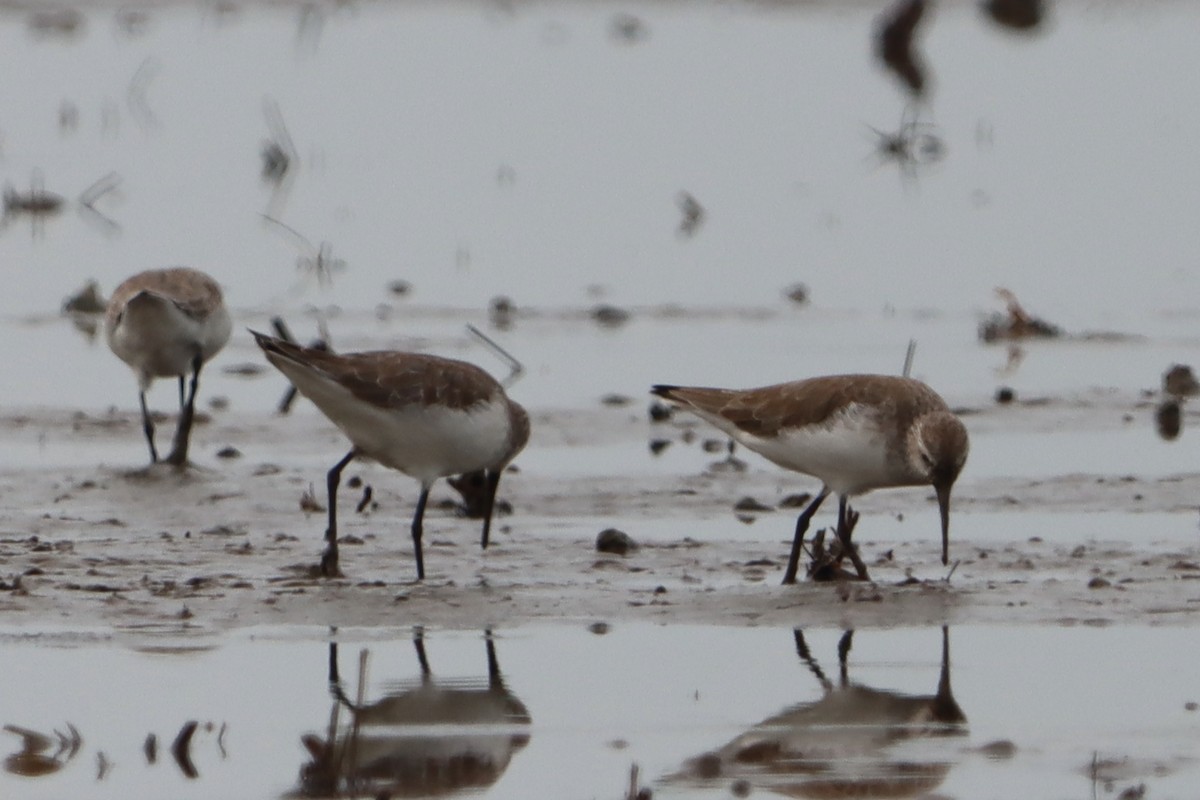 Sichelstrandläufer - ML644302499