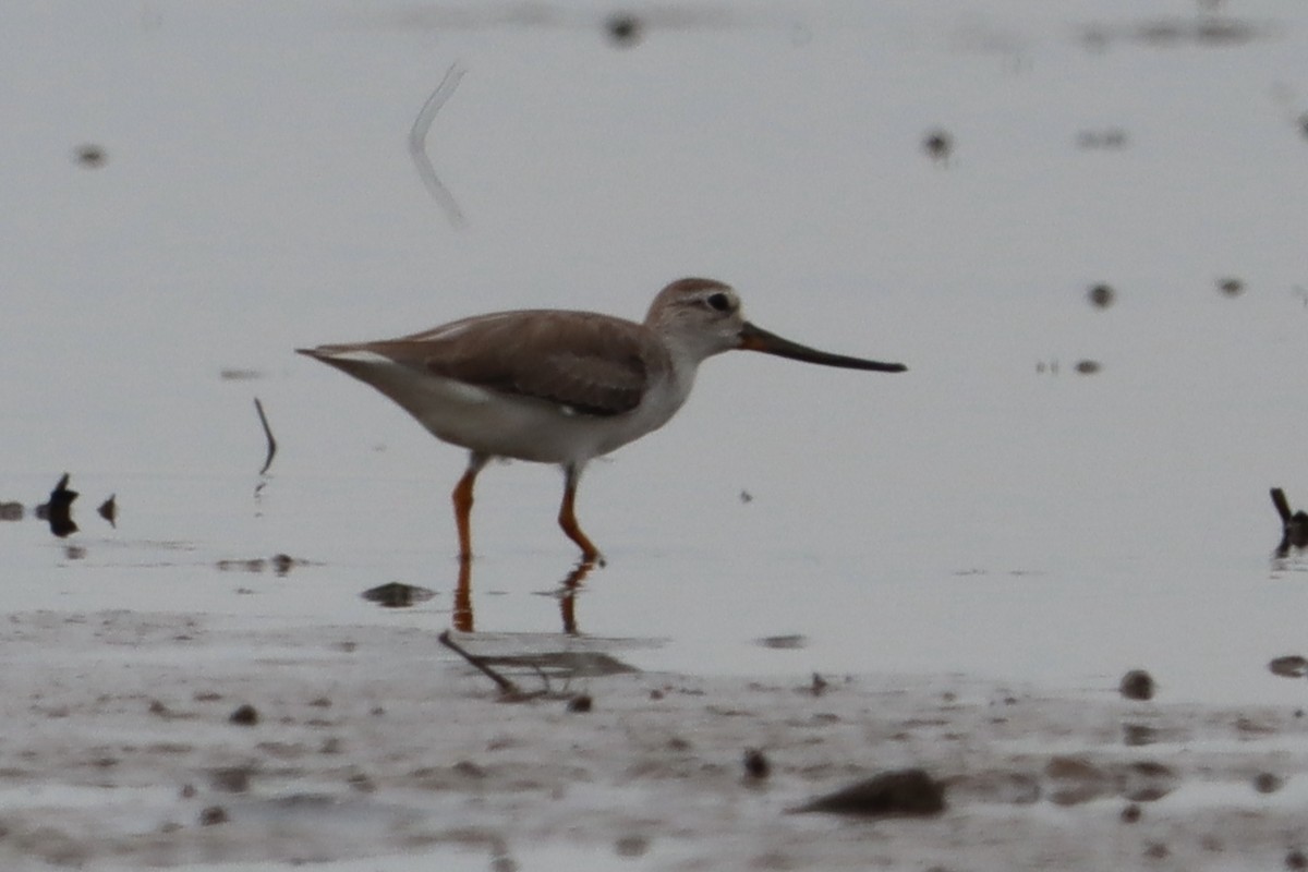 tereksnipe - ML644302500