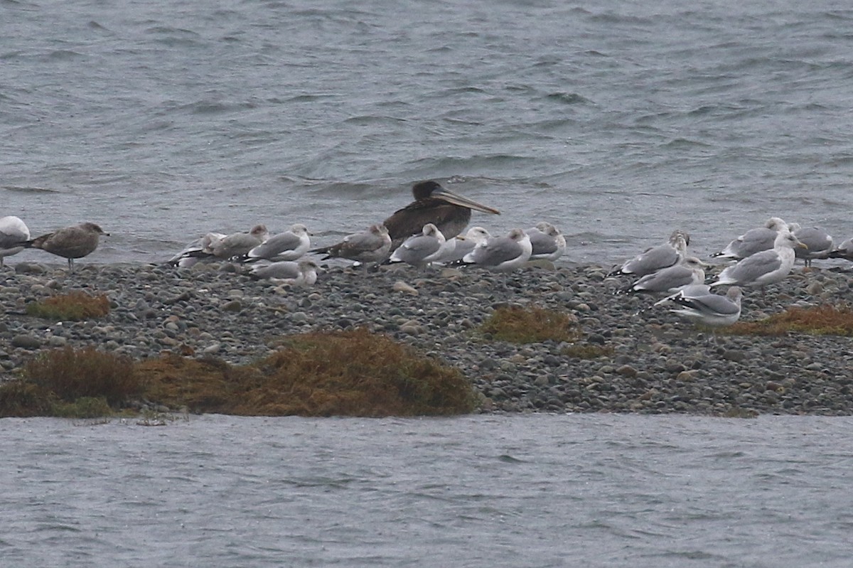 Brown Pelican - ML644302501