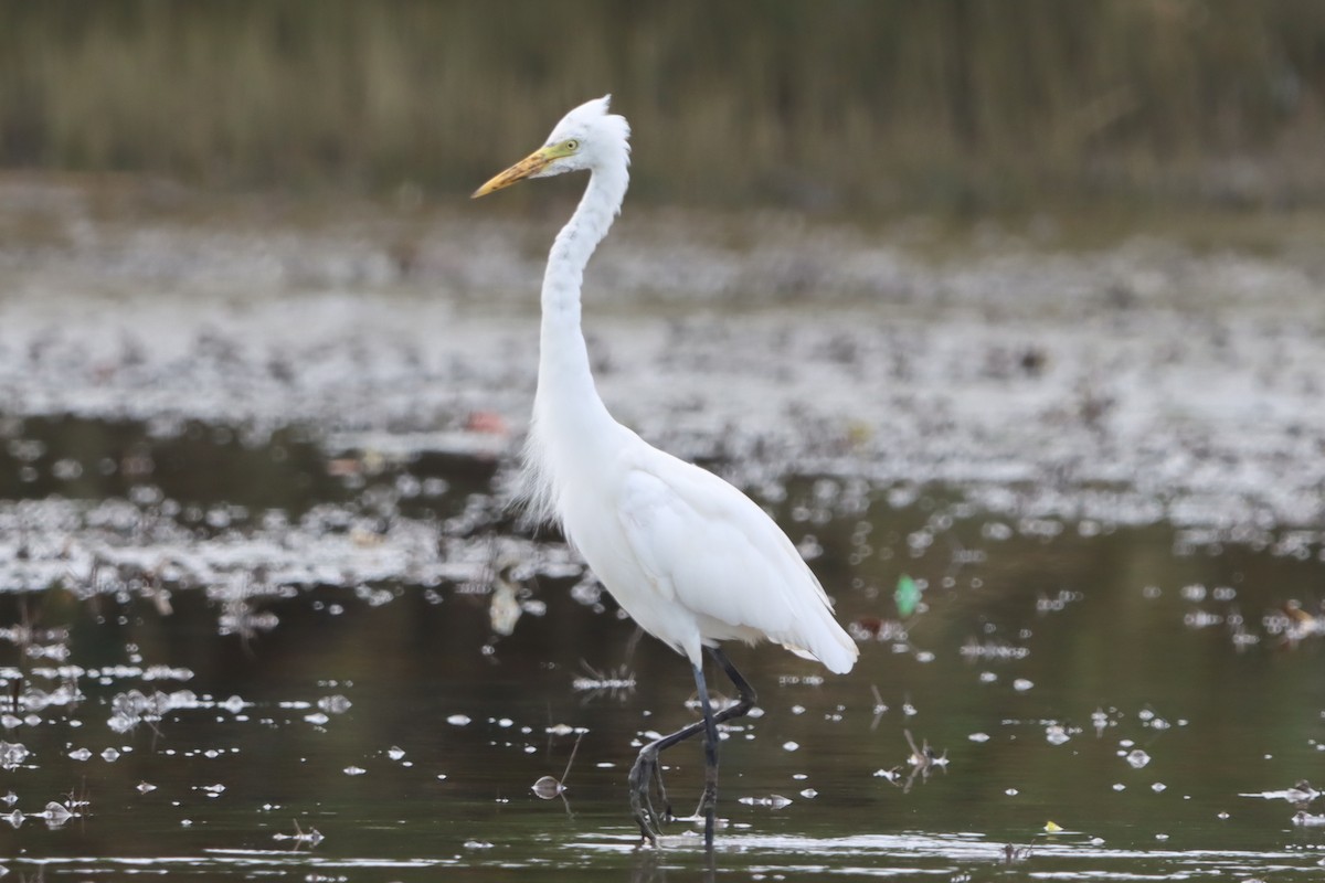 Asienmittelreiher - ML644302511