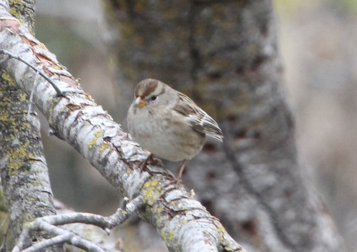 Porsuk Serçesi - ML644302512