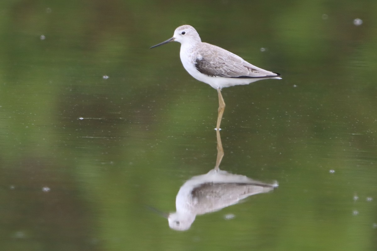 Teichwasserläufer - ML644302513