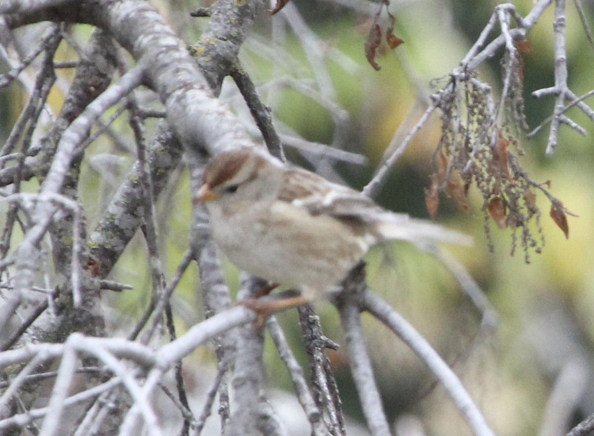 Porsuk Serçesi - ML644302514