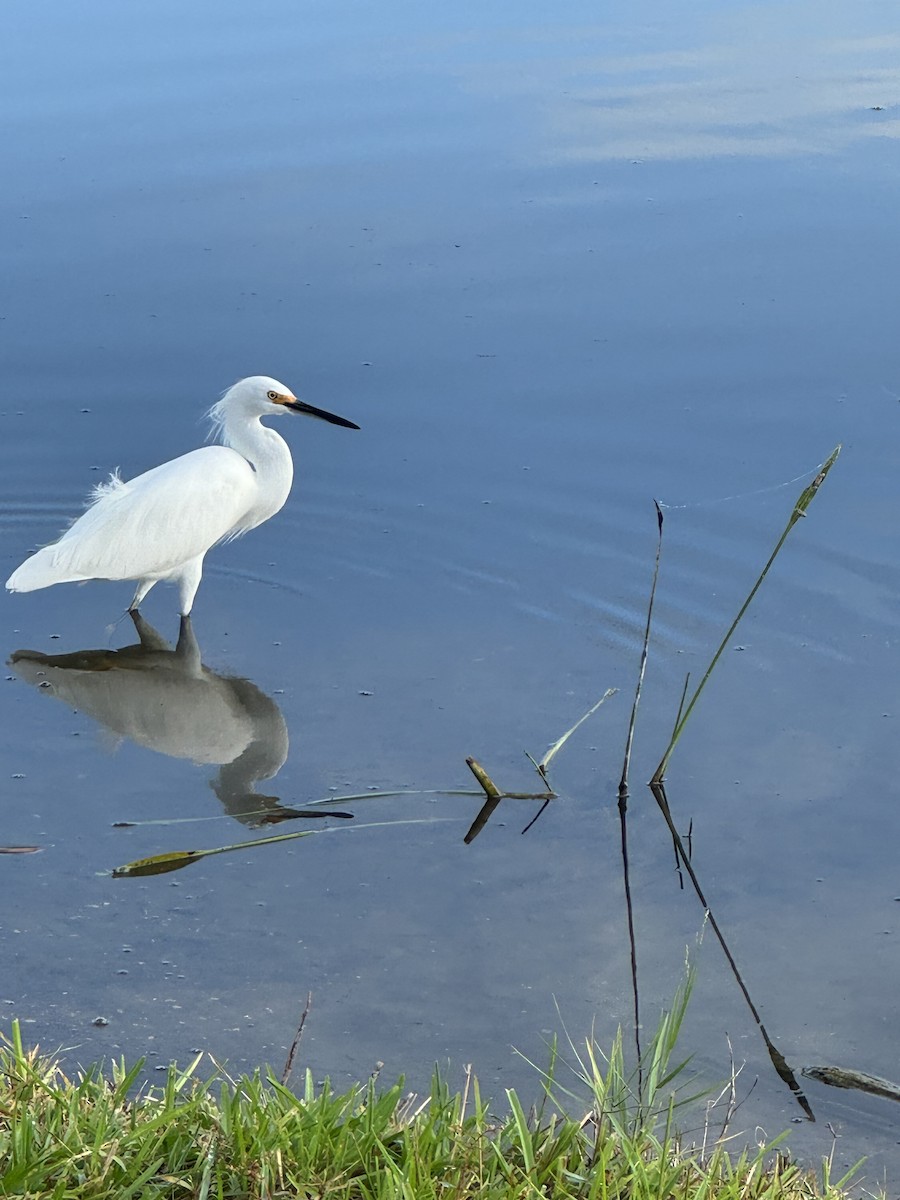 Snowy Egret - ML644302518