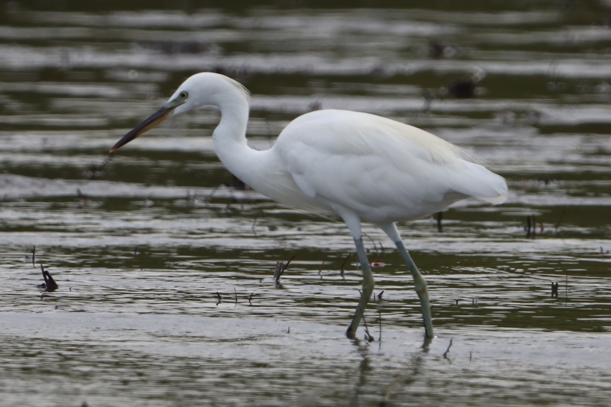 volavka žlutozobá - ML644302521