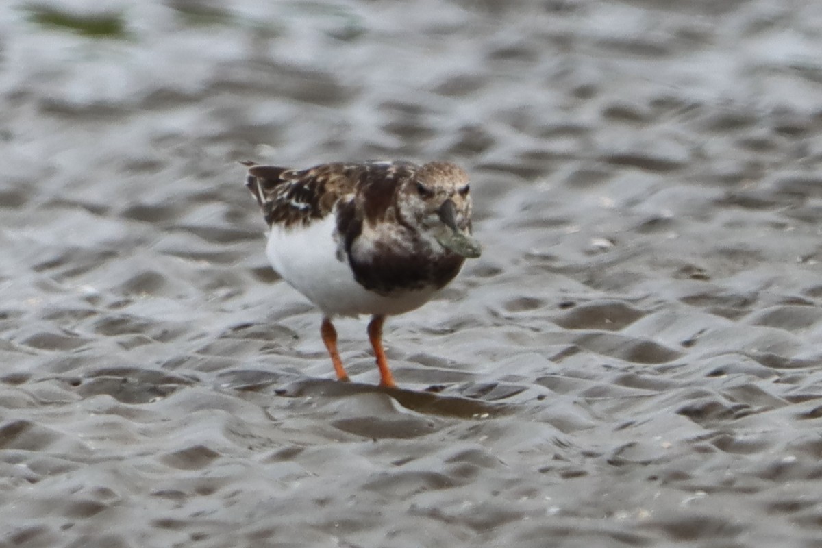 Steinwälzer - ML644302522