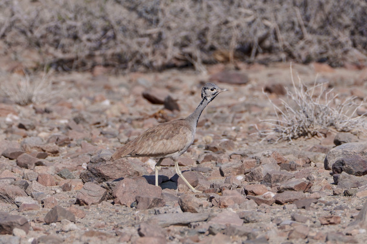 Rüppell's Bustard - ML644302524