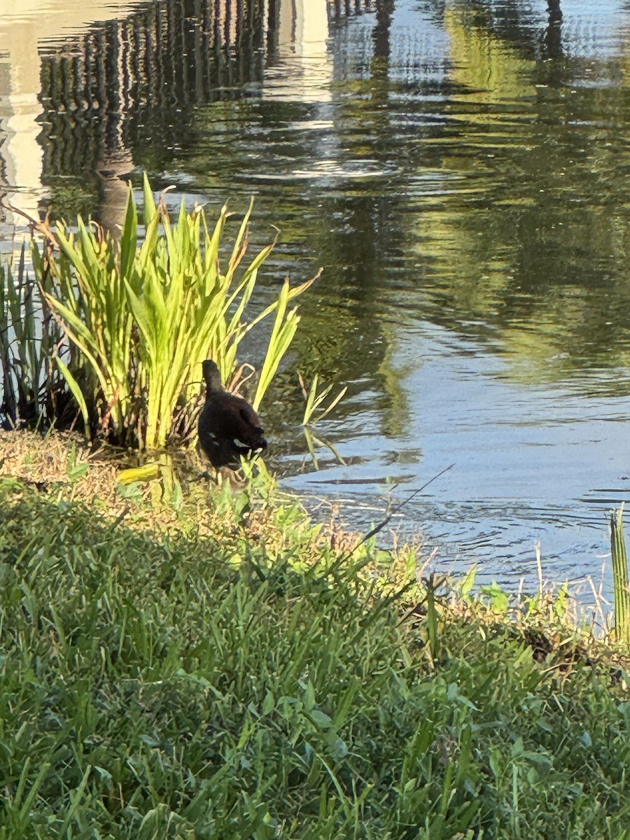 大白鷺 - ML644302533