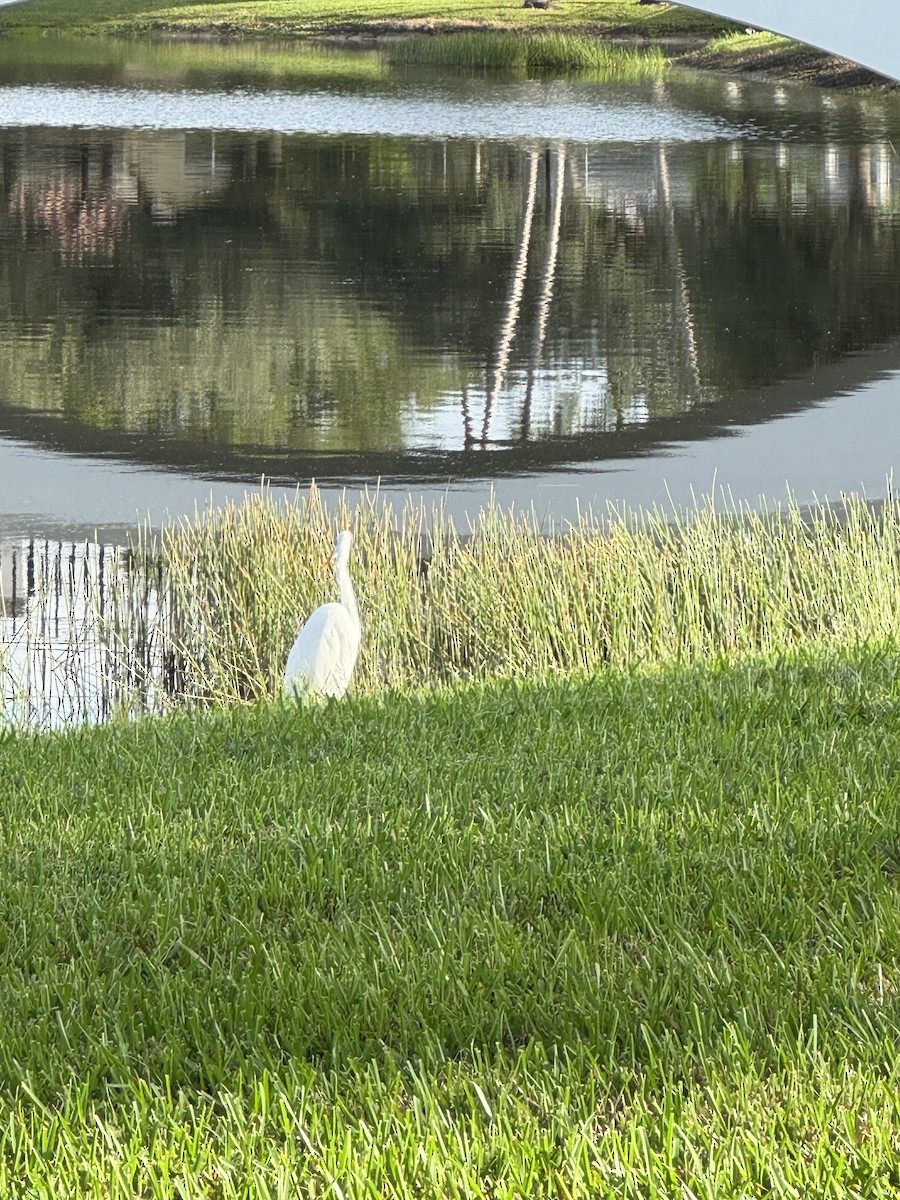 大白鷺 - ML644302534